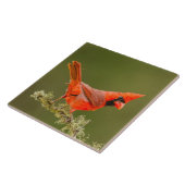 Mannetjes kardinaal op tak tegeltje (Zijkant)