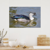 Mannetjes knobvormige eenden of Afrikaanse komkomm Poster (Keuken)