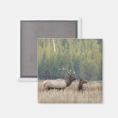 Mannetjeseland in weide | Yellowstone National Par Magneet (Voorkant / Achterkant)