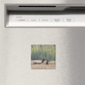 Mannetjeseland in weide | Yellowstone National Par Magneet (Insitu (Vaatwasser))