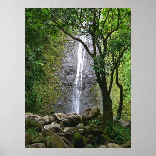 Manoa Falls, O'ahu, Hawai'i Poster (Voorkant)