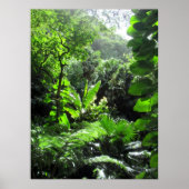 Mānoa stream bed poster (Voorkant)