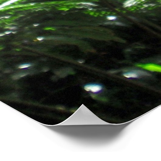 Mānoa stream bed poster (Hoek)