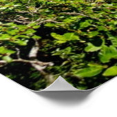 Manoa Valley Morning Poster (Hoek)