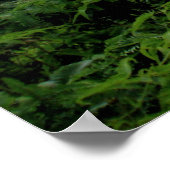 Manoa Valley, O'ahu, Hawai'i Poster (Hoek)