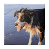 Mans beste vriend border collie hond tegeltje (Voorkant)