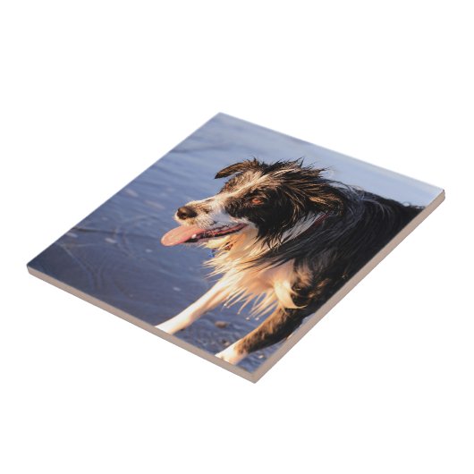Mans beste vriend border collie hond tegeltje (Zijkant)