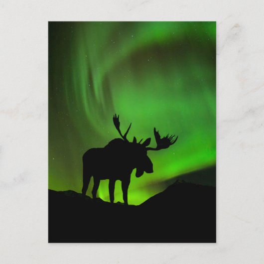 Mans met Green Aurora Borealis, Alaska Briefkaart (Voorkant)