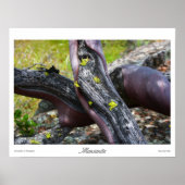 Mansanita Prints (Voorkant)