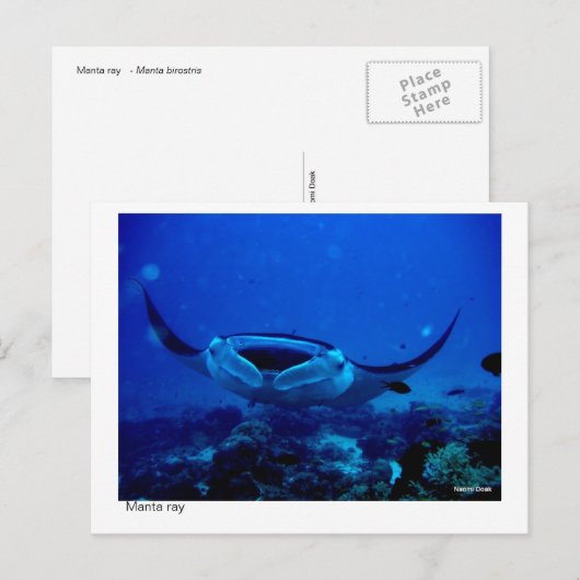 manta-kaart - 01 briefkaart (Voorkant / Achterkant)