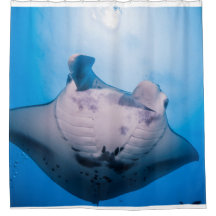 Manta Mania: Manta ray in de zon