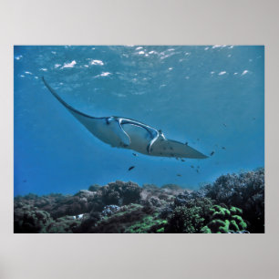 Manta op het rif poster