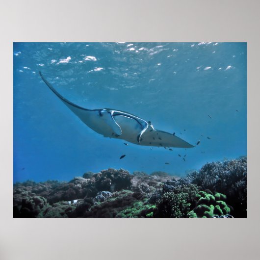 Manta op het rif poster (Voorkant)