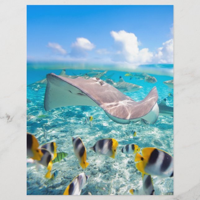 Manta Ray (Voorkant)