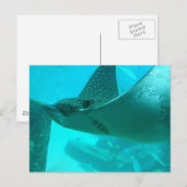 Manta Ray Briefkaart (Voorkant / Achterkant)