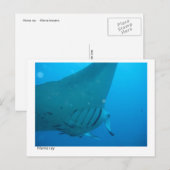 manta ray briefkaart - 02 (Voorkant / Achterkant)