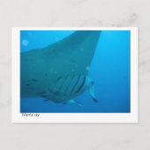 manta ray briefkaart - 02 (Voorkant)