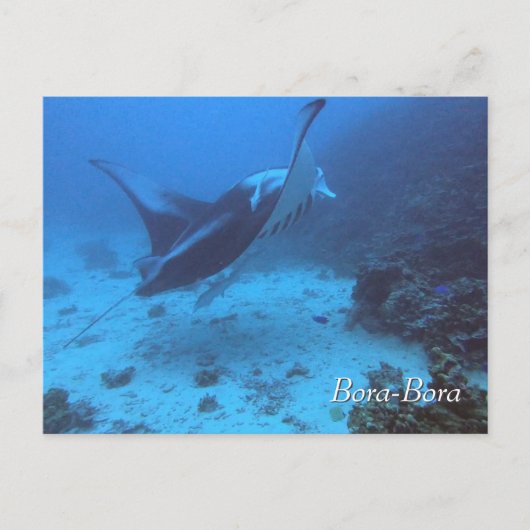 Manta Ray Encounter Diving in Bora Bora Briefkaart (Voorkant)