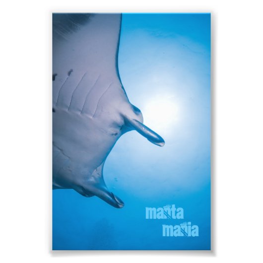 Manta ray foto afdruk (Voorkant)