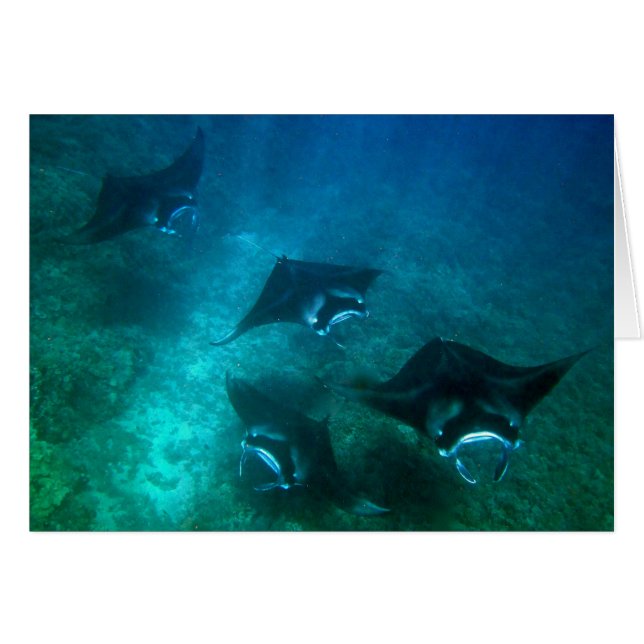 Manta-ray-kaart (Voorkant Horizontaal)