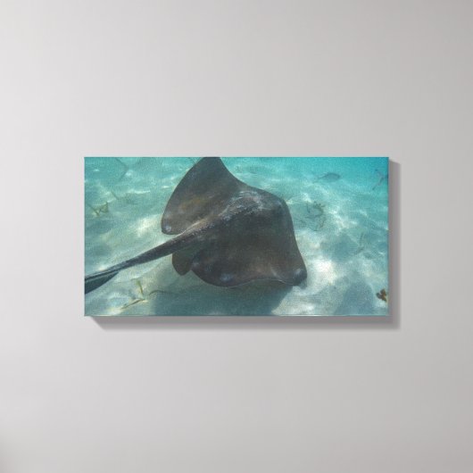 MANTA RAY ON CANVAS 20 "x 16" Afdruk (Voorkant)