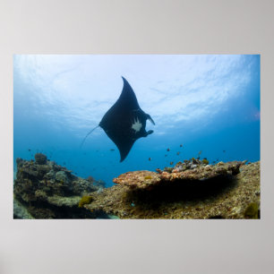 Manta Ray op het Great Barrier Reef Poster