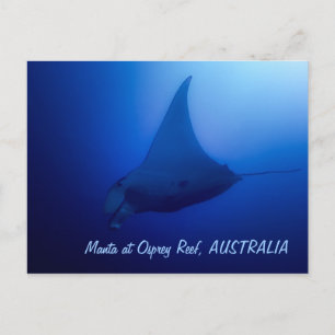 Manta Ray Postcard Briefkaart