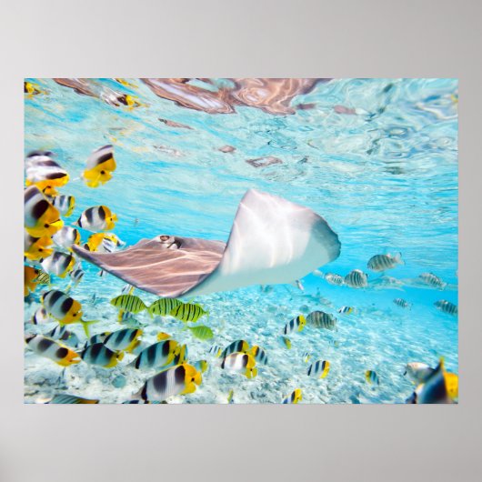Manta Ray Poster (Voorkant)