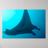 Manta Ray Poster (Voorkant)