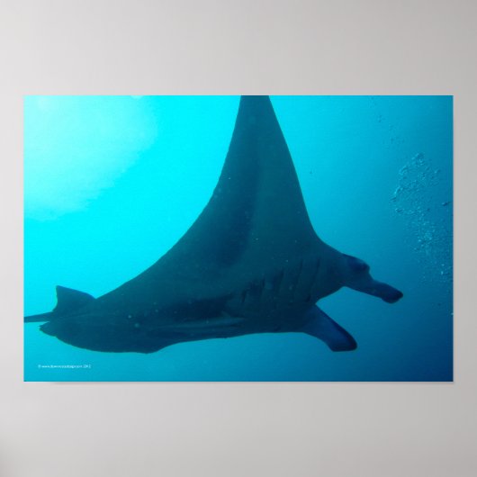 Manta Ray Poster (Voorkant)