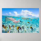 Manta Ray Poster (Voorkant)