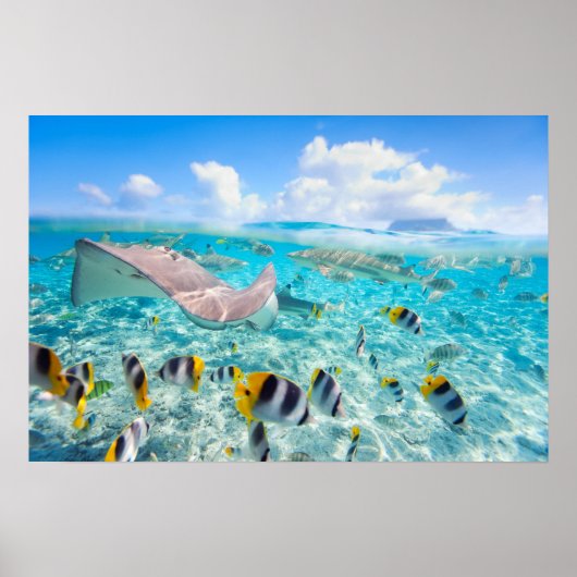 Manta Ray Poster (Voorkant)