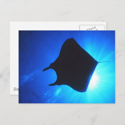 Manta Ray Silhouette Briefkaart (Voorkant / Achterkant)