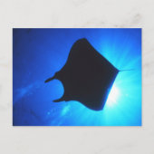 Manta Ray Silhouette Briefkaart (Voorkant)