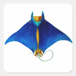 manta ray vierkante sticker