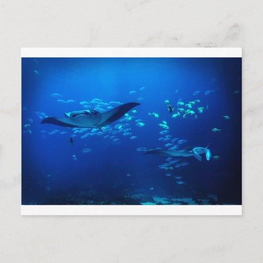Manta Rays Briefkaart (Voorkant)