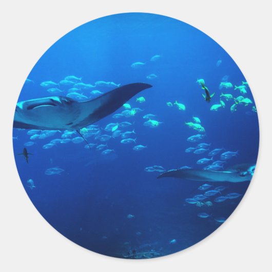 Manta Rays Ronde Sticker (Voorkant)