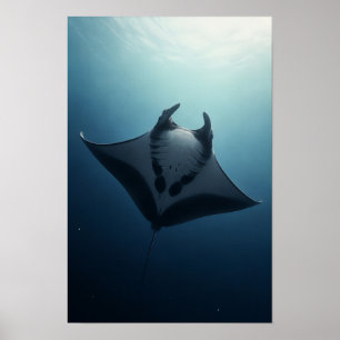 Manta-rog die glijdt door diepblauw oceaanwildleve poster