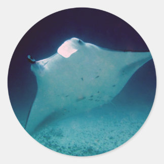 Manta Ronde Sticker
