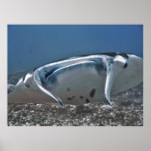 Manta van dichtbij poster (Voorkant)