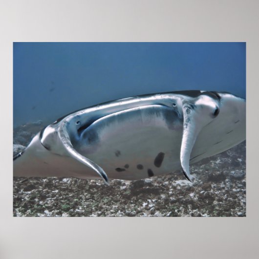 Manta van dichtbij poster (Voorkant)