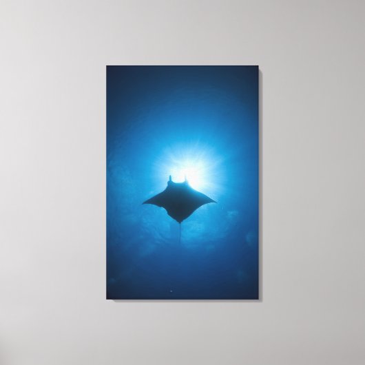Manta zwemt onderwater canvas afdruk (Voorkant)