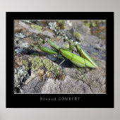 Mante Religieuse Poster (Voorkant)