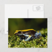 Mantella, Mantella verwachttata, met een zwarte oo Briefkaart (Voorkant / Achterkant)