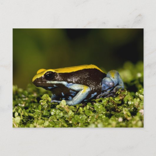 Mantella, Mantella verwachttata, met een zwarte oo Briefkaart (Voorkant)