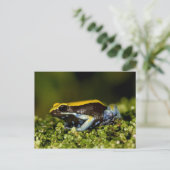 Mantella, Mantella verwachttata, met een zwarte oo Briefkaart (Staand voorkant)