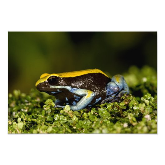 Mantella, Mantella verwachttata, met een zwarte oo Foto Afdruk (Voorkant)