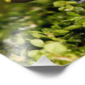 Mantella, Mantella verwachttata, met een zwarte oo Foto Afdruk (Hoek)