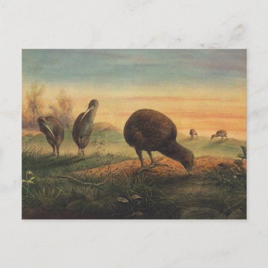 Mantell's Apteryx van Joseph Wolf Briefkaart (Voorkant)