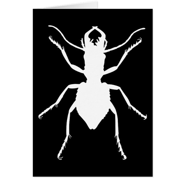 Manticora tuberculata (Voorkant)